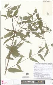 Image result for Launaea rogersii