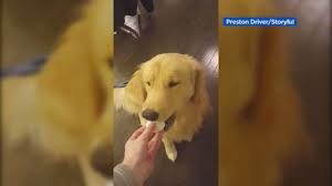Vets Worry Egg Challenge May Pose Choking Hazard To Dogs Abc7 San Francisco