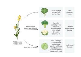 Image result for Brassica