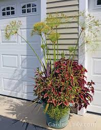 Image result for Coleus