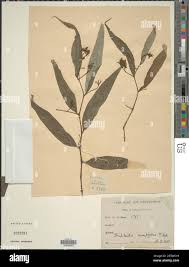 Image result for Strobilanthes anisophylla