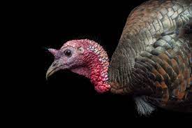 The average turkish male measures 172.6 cm in height and 75.8 kg in weight, while the average turkish female is 161.4 cm tall and weighs. Wild Turkey National Geographic