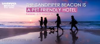 Accurate selection of pet friendly hotels and motels in florida. Pet Friendly Hotels In Panama City Beach Sandpiper Beacon