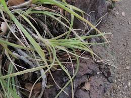 Image result for Aloe ballii