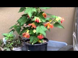 Image result for Abutilon longicuspe