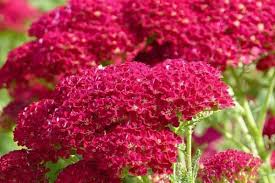 These perennial bulbs flower in early summer on very long stalks in a wide array of colors. 15 Red Perennial Flowers Urban Garden Gal