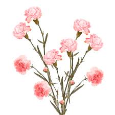 Cheap Pink Spray Carnation Flowers Globalrose Turkish carnation flowers is one of the oldest cultivated flowers, which appears even in books in the first century before the new era. cheap pink spray carnation flowers