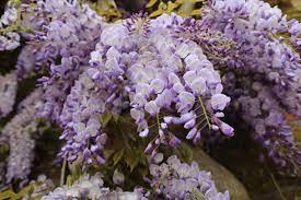 How To Plant Grow And Care For Wisteria Vine Hgtv