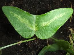 Image result for Passiflora sanguinolenta