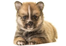 There is the exception of the teacup pomeranian husky mix which is 7 to 10 inches long and weighs only 5 to 10 pounds. Pomeranian Husky Pomsky Price Pictures Breeders Information Pomeranian Husky Pomeranian Puppy Teacup Pomeranian Dog