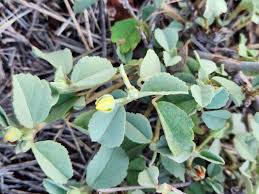Image result for Sida ovata
