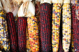 Roy's calais flint corn is an endangered heritage corn that makes incredible corn meal. Flint Corn Wikipedia