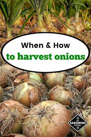 It only needs 85 days and is a great yellow onion, that stores well. Pin On How To Grow Vegetable Garden