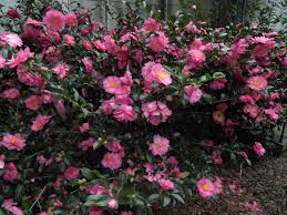 Shishi Gashira Front Yard Plants Camellia Plant Plants