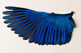 Behind The Scenes Of The World S Largest Bird Wing Collection Bird Wings Wings Art Bird