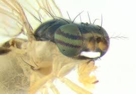 Image result for Entephria byssata