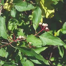 Image result for Vigna racemosa
