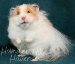 Long Haired Syrian Hamster Chap Golden Dominant Spot Longhaired Syrian Hamster Syrian Hamster Hamster Cute Hamsters