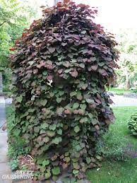 Some small evergreen weeping trees also like plenty of sunshine but may also survive shade. Weeping Trees 14 Beautiful Choices For The Yard And Garden