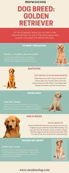 Dog Breed Golden Retriever Golden Retriever Puppy Training Dog Facts Dog Breeds