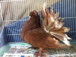 Bird Cage For Sale Craigslist Inland Empire For Sale Pigeons Craigslist Pigeon Craigslist Sale