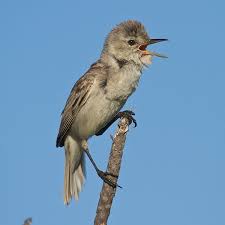 Image result for Acritochaete volkensii