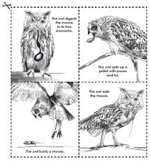 owls and owl pellet worksheets