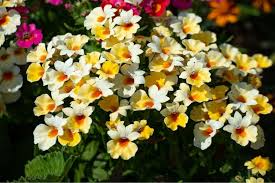 Image result for Nemesia