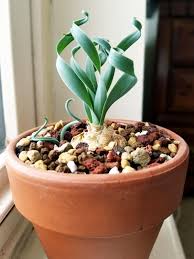 Image result for Albuca