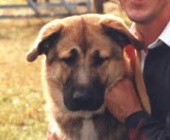 Maybe you would like to learn more about one of these? For The Record My Dream Dog Is A German Shepherd Great Pyrenees Mix Great Pyrenees Black German Shepherd Dog Advice