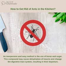 Wait about 5 minutes to wipe up, because ants are a lot easier to clean off your counters once they stop moving. How To Kill Sugar Ants In Kitchen Arxiusarquitectura