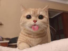 Cara menggambar kucing cara menggambar kaki kucing kumpulan gambar kucing 1.3 sketsa gambar kucing sederhana. Adoii Pandai Pulak Dia Jelir Lidah Kits Cats Cattery Facebook