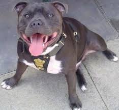 Is it due to its appearance or personality? Staffordshire Bull Terrier Dog Breed Information And Pictures