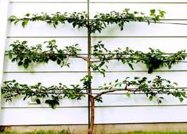 An espalier fruit tree can make an exceptional focal point for bare areas along outdoor walls of the home or. The Great Wall Cover Up Espalier The Denver Post