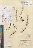 Image result for Bulbophyllum intertextum