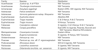 Image result for Tridactyle eggelingii