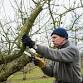 Apple Pruning event image