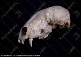 Dachsschadel Schadelknochen Lizenzfreies Bild 1776319 Bildagentur Panthermedia