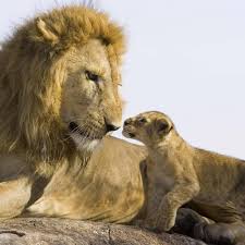 Worin besteht der unterschied zwischen jpg und jpeg? Kostenlose Lowen Bilder Lowen Hintergrundbilder Fur Android Apk Herunterladen