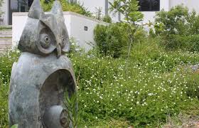 Image result for Asystasia glandulosa