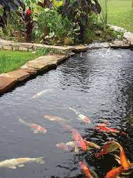 Whether you've been a koi keeper like us for many years or are just new to the hobby.we are here to assist you! How Many Koi Can I Have In A Pond Pond Trade Magazine