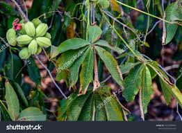 Image result for Sterculia appendiculata