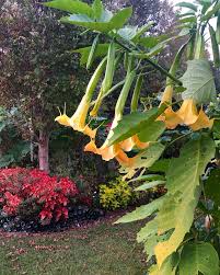 Image result for Brugmansia