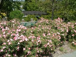 I love flower carpet apple blossom. Rosa Flower Carpet Apple Blossom Apple Blossom Carpet Rose Plantmaster