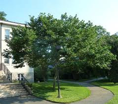 Image result for Alangium chinense