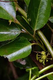 Image result for Mystroxylon aethiopicum