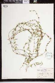 Image result for Cynanchum ledermannii