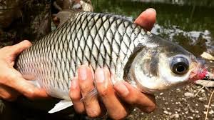 Umpan Jitu Mancing Ikan Tawes Hobi Mancing
