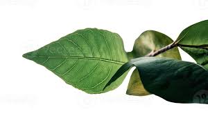 Image result for Ficus trichopoda