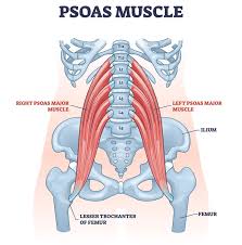 Image result for Psoas Sign